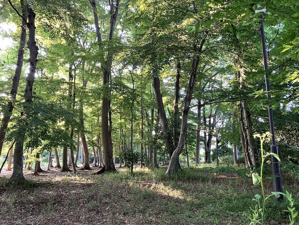 江戸時代にできた雑木林を継承する境山野緑地の森