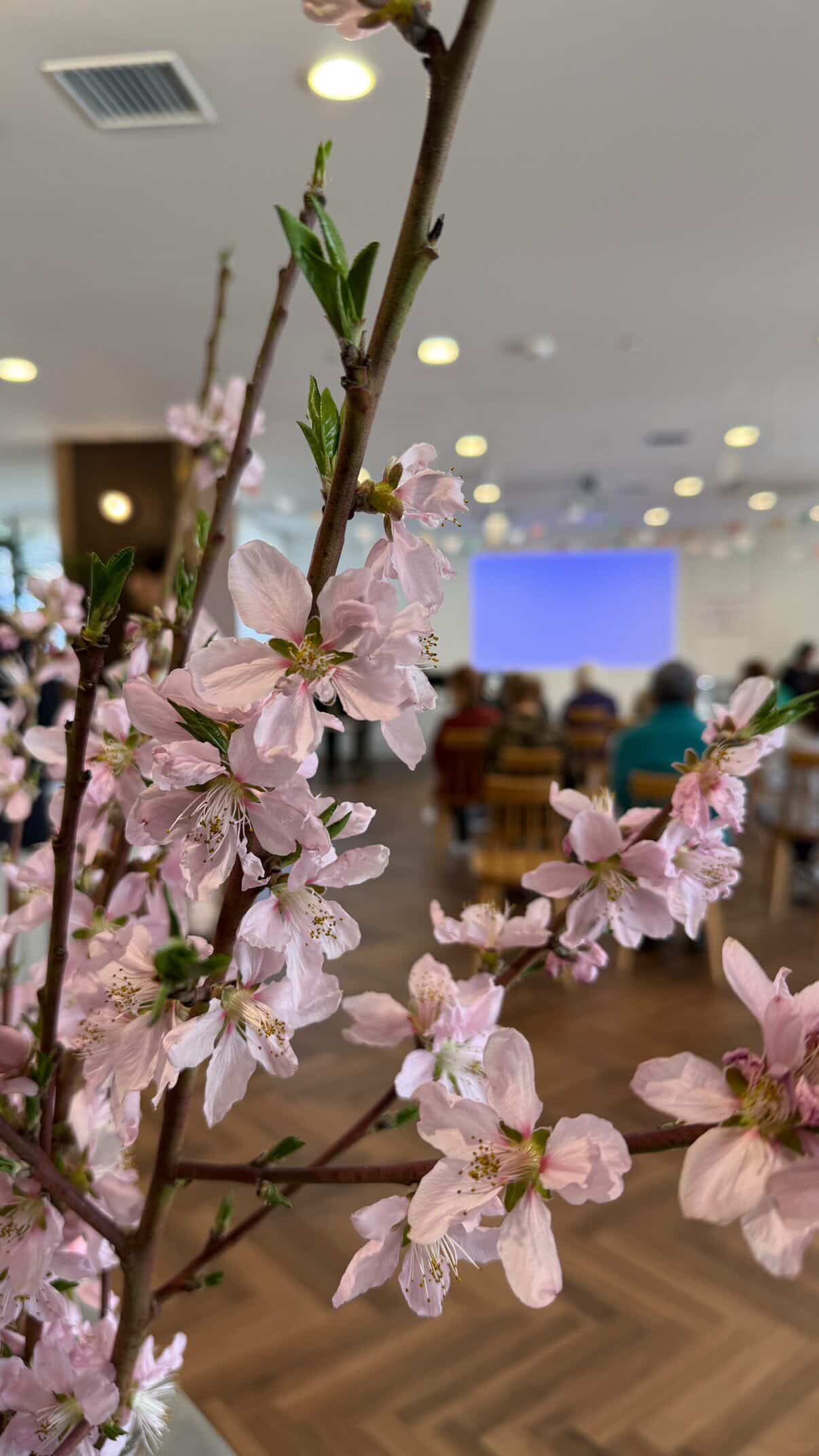 同年3月ボランティアイベント。桜を眺めながら感動的な時間を共有。